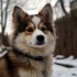 Find the Perfect Pomsky Breeder: A Guide for Potential Owners