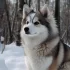 Pomsky Puppies for Sale: Find Your Perfect Pomsky Companion