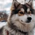 F2B Pomsky Puppies for Sale: Find Your Perfect Companion Today!