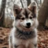 Pomsky Breeders: Tips For Finding The Right One