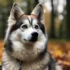 FAQs about Pomsky Dog for Sale