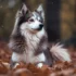 Full Grown White Pomsky: Size, Appearance And Personality Traits