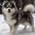 Pomskies For Sale In Las Vegas