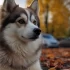 Top Pomsky Breeders in the UK