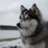 Portland Pomskies – The Ultimate Guide To This Designer Breed
