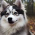Bluegrass Pomskies: A Guide To This Adorable Breed
