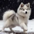 Dakota Pomskies: A Guide To The Adorable Pomsky Breed
