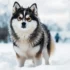 Are Pomskies Good Pets? Understanding Their Personality Traits