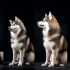Get Ready for the Next Year with Our 2020 Pomsky Calendar