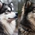 1st Generation Pomskies: Understanding the Characteristics and Traits