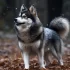 62 Good Pomsky Breeders to Check Out for Your Next Furry Family Member