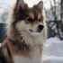 Pomsky Blanco Precio: ¿Cuánto Cuesta un Pomsky Blanco?