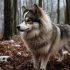 Follow Apex Pomskies on Instagram for Adorable Pomsky Pictures and Updates