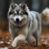 Adorable Pomsky Puppies for Sale: Find Your Perfect Companion