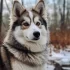 Full Size Pomsky Dog: Everything You Need to Know About This Adorable Breed