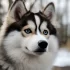 Everything You Need to Know About Full-Grown Pomskies