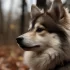 A Guide to Pomsky Huskies: Personality Traits, Size and Appearance, and Exercise Needs