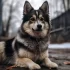 Pictures of Pomsky Dogs: Adorable Photos to Brighten Your Day