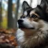 Oregon Pomskies: Finding the Perfect Mix of Husky and Pomeranian