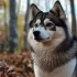 Discover the Goodlife with Pomskies: A Guide to Their Personality Traits and Exercise Needs