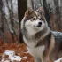 Pomsky Puppies for Sale: Finding Your Perfect Furry Companion