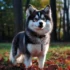Pomsky NY: Finding the Right Breeder for Your Pomsky Puppy