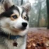 Find Your Perfect Pomsky Companion at Our Pet Store