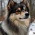 Everything You Need to Know About Pomskies: A Complete Guide