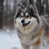 Your Guide to Raising a Healthy 2 Month Old Pomsky Puppy