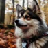 Taking Care of Your Pomsky: Tips for a Happy and Healthy Companion