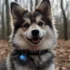 Samoyed Pomsky Mix: Everything You Need to Know About This Adorable Hybrid