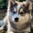 Teacup Micro Pomskies: Everything You Need to Know