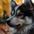 Toy Pomsky Puppies: The Ultimate Guide to Raising Your Own Adorable Pomsky Companion