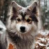 White Fluffy Pomsky: A Complete Guide to Understanding This Adorable Breed