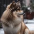 Where to Find a 450 Dollar Pomsky: The Pros and Cons of Buying a Cheap Pomsky