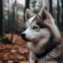 Pomsky Coin: A Guide to Cryptocurrency Investment for Pomsky Lovers