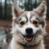 Pomsky German Shepherd Mix: Understanding This Designer Dog