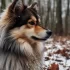 How to Adopt a Pomsky: Tips and Tricks for Finding Your Furry Friend