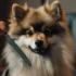 How to pay for Pomsky emergencies