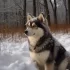 Silver Ridge Pomskies: Everything You Need to Know About This Popular Breeder