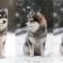 Expert Advice on Picking the Perfect Pomsky Puppy for Your Home
