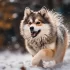 Expert Advice on Buying a Pomsky: Things to Consider Before Getting this Adorable Mix