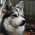 Adopt A Free Pomsky Near You: Tips And Tricks For Successful Adoption