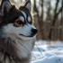 Pomsky Breeders in Europe: Where to Find Your Furry Companion