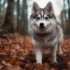 Pomsky Puppy Pictures: Adorable Photos Of This Designer Breed
