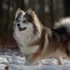 Where To Buy A Pomsky: Tips For Finding A Reputable Breeder