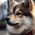 Find Your Perfect Pomsky Companion Near You