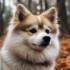 Fluffy Pomsky Puppy: The Ultimate Guide To Understanding Personality Traits And Appearance