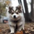 Pomsky Breeders In MN: Where To Find Your Perfect Pomsky Puppy