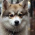 F1B Pomsky Full Grown: Understanding The Size And Appearance Of This Adorable Breed